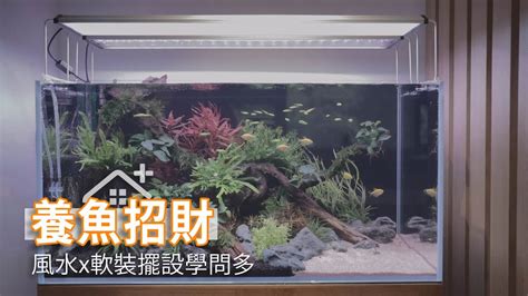 家中養魚